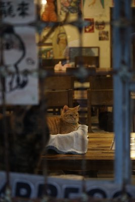 Houtong Cat Village, Taiwan