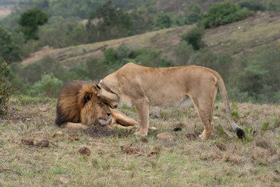 Botlierskop, South Africa